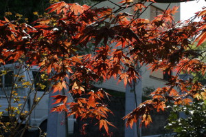 Acer palmatum 'Atropurpureum' - rdečelistni javor 01