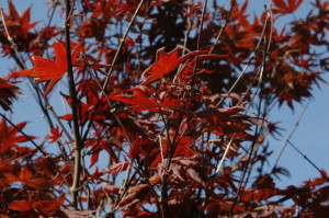 Acer palmatum 'Atropurpureum' - rdečelistni javor 03