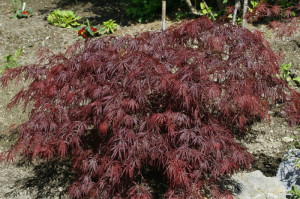 Acer palmatum 'Disectum Garnet' - rdeči japonski javor 01