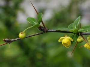 Berberis buxifolia 'Nana' - češmin 03