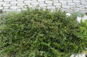 Berberis buxifolia 'Nana' - češmin 05