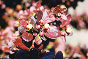 Berberis thunbergii 'Atropurpurea Nana' - češmin rdečelistni nizek 01