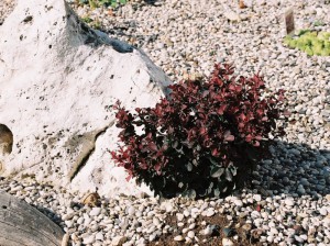 Berberis thunbergii 'Atropurpurea Nana' - češmin rdečelistni nizek 02