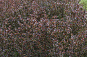 Berberis thunbergii 'Atropurpurea' - rdečelistni češmin 01
