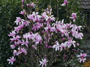 Magnolia 'Susan' - magnolija 03