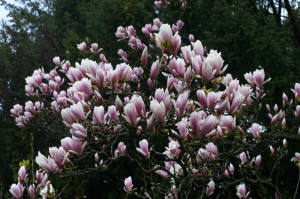 Magnolia liliflora 'Nigra' - Magnolija 01