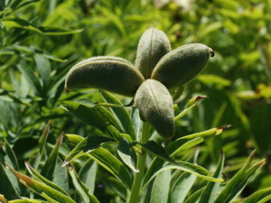 Paeonia suffruticosa - potonka 02
