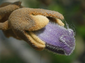 Paulownia tomentosa - polstena pavlonija 06