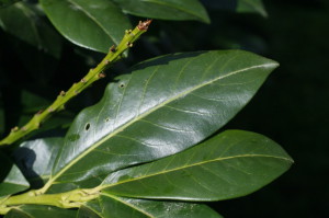 Prunus laurocerasus - navadni lovorikovec 05