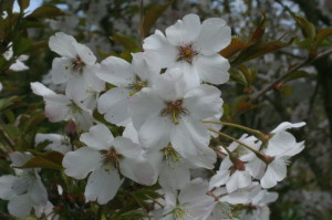 Prunus sargentii 'Accolade' - japonska češnja 03