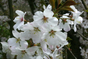 Prunus sargentii 'Accolade' - japonska češnja 04