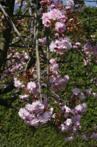 Prunus serrulata 'Kiku Shidare Sakura' - povešava japonska češnja 01