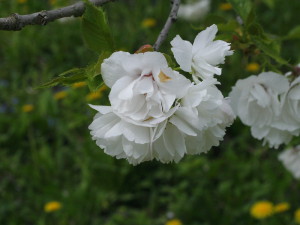 Prunus serrulata 'Shimidsu Sakura' - japonska češnja bela 03