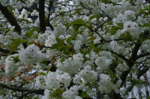 Prunus serrulata 'Shimidsu Sakura' - japonska češnja bela 04