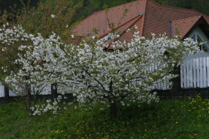 Prunus serrulata 'Shimidsu Sakura' - japonska češnja bela 05