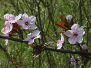 Prunus x cistena - rdečelistna sliva 02