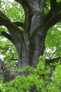 Quercus robur - dob 01