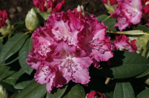 Rhododendron sp. - sleč 02