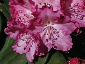 Rhododendron sp. - sleč 03