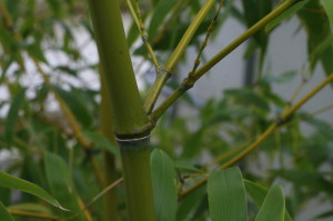 Sinarundinaria sp. - bambus 02