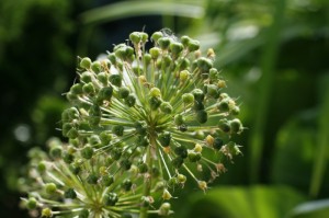 Allium gigantheum - orjaški luk 04