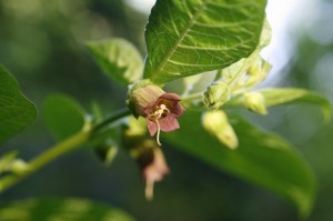 Atropa belladonna - volčja češnja 02