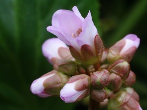 Bergenia cordifolia - bergenija 05