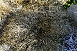 Carex flagelifera 'Bronze form' - rjavolistni šaš 03