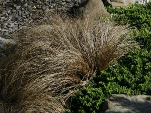 Carex flagelifera 'Bronze form' - rjavolistni šaš 04