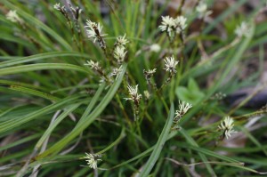 Carex montana - gorski šaš 01