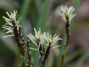 Carex montana - gorski šaš 03