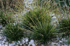 Carex morrowii 'Variegata' - šaš 02