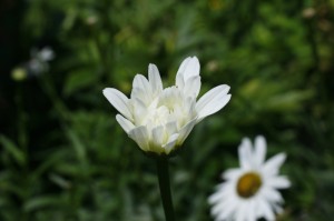 Chrysanthemum maximum - marjetka 01