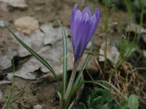 Crocus vernus - pomladni žafran 02