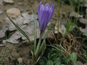 Crocus vernus - pomladni žafran 03