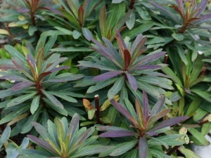 Euphorbia amygdaloides 'Robbiae' - velikolistni mleček 01