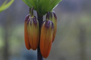 Fritillaria imperialis - cesarski tulipan 01