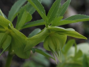 Helleborus viridis - zeleni teloh 01