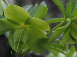 Helleborus viridis - zeleni teloh 03