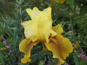 Iris barbata - bradata perunika 03