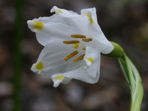 Leucojum vernum - veliki pomladni zvonček 07