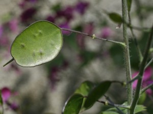 Lunaria annua - cekinčki 06