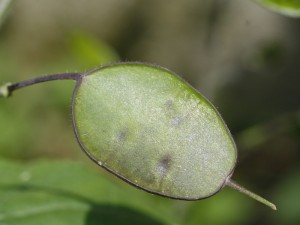 Lunaria annua - cekinčki 07