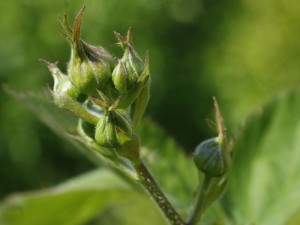 Rubus fruticosus - robida 01