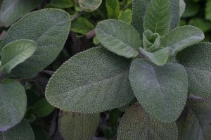 Salvia officinalis - žajbelj 02