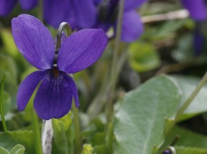 Viola odorata - dišeča vijolica 04