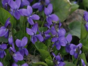 Viola odorata - dišeča vijolica 06